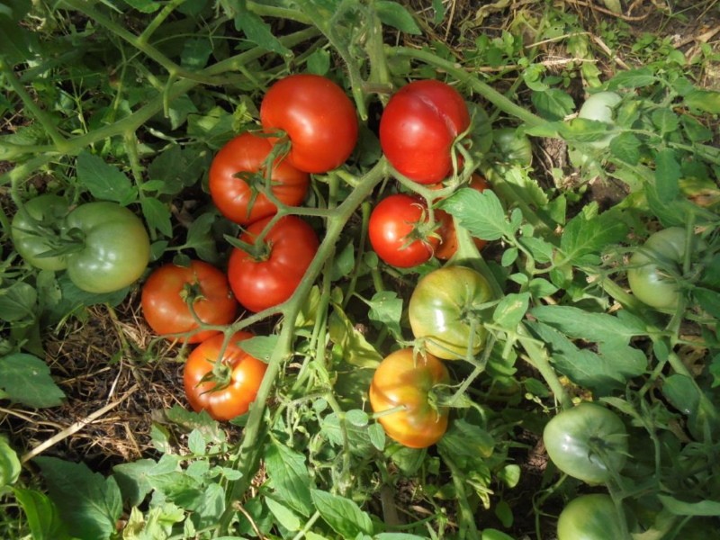 Tomatensorte Mongolischer Zwerg
