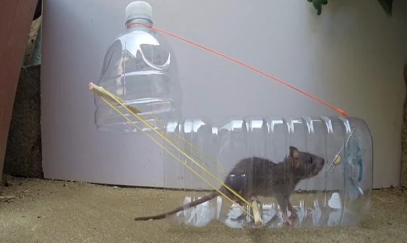 domácí past na myši z plastové lahve