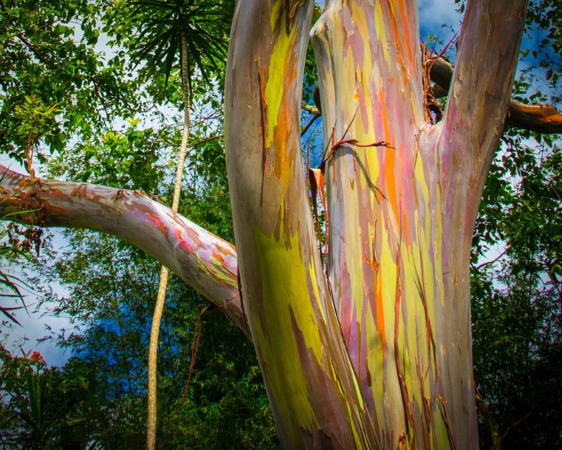dospělý duhový eukalyptový strom