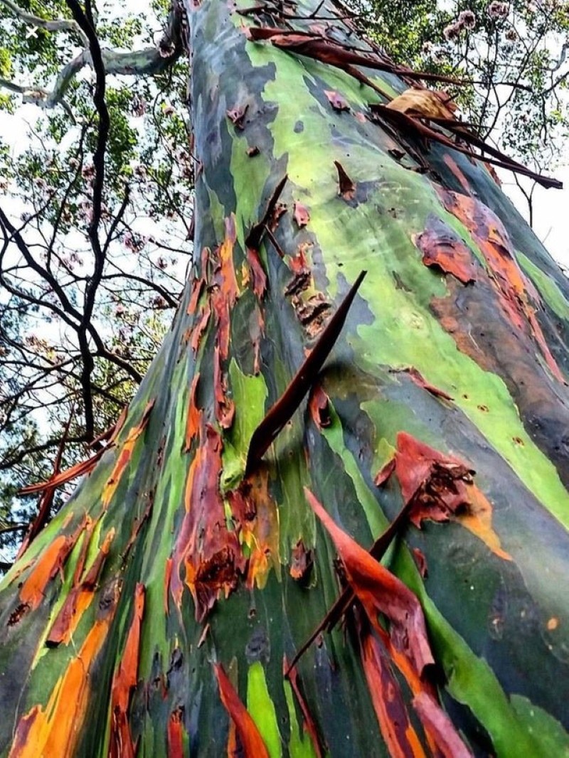 Regenbogen-Eukalyptusrinde