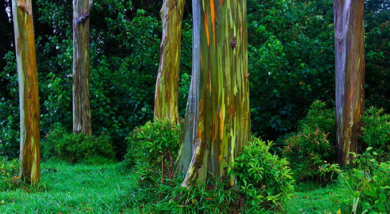 kde se používá duhový eukalyptus