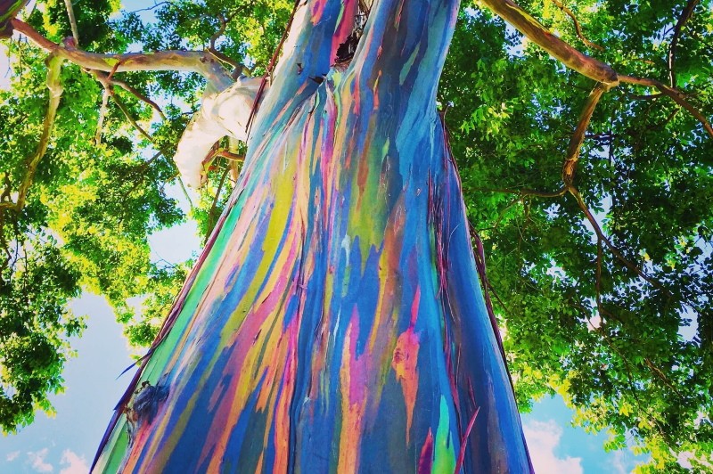 Regenbogen-Eukalyptus