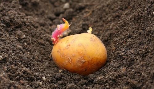 wann man kartoffeln pflanzt