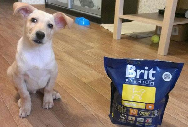 krmivo pro psy brit premium