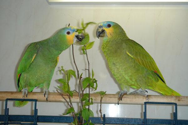 větvičkové krmivo pro papoušky
