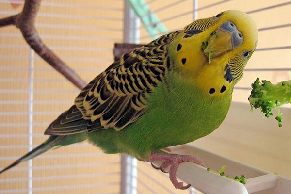 papoušci milují zeleň