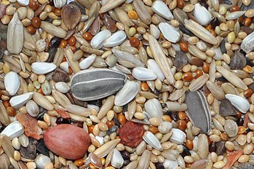 ořechy a semena v papouščí potravě