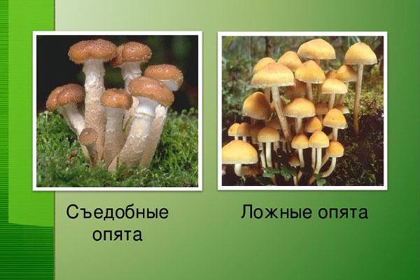 Pilze unterscheiden