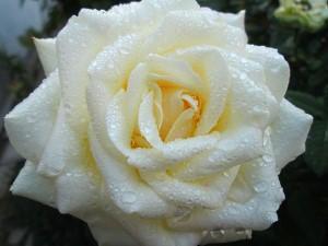 Tipps zum Umpflanzen von Rosen