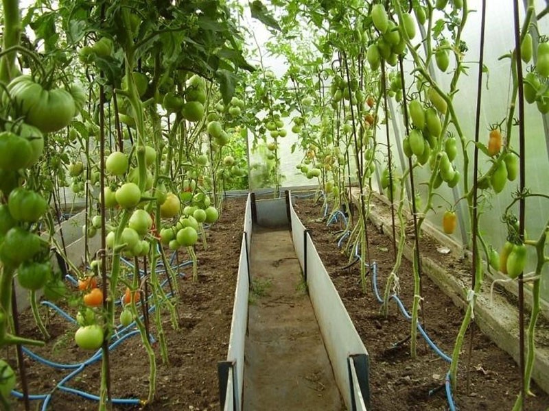 Bewässerungssystem Tomaten