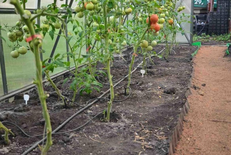Tropfbewässerung einer Tomate in einem Gewächshaus