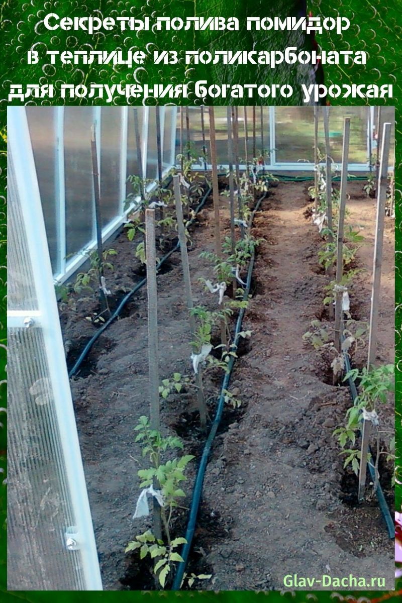 zalévání rajčat v polykarbonátovém skleníku