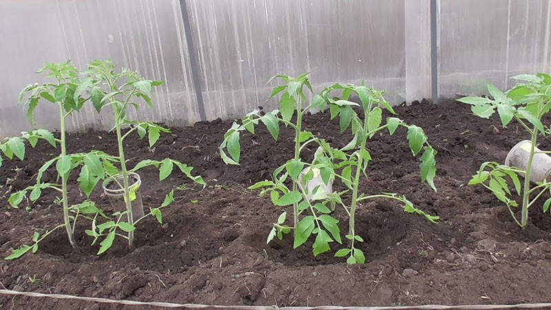 Tomatensetzlinge verpflanzen