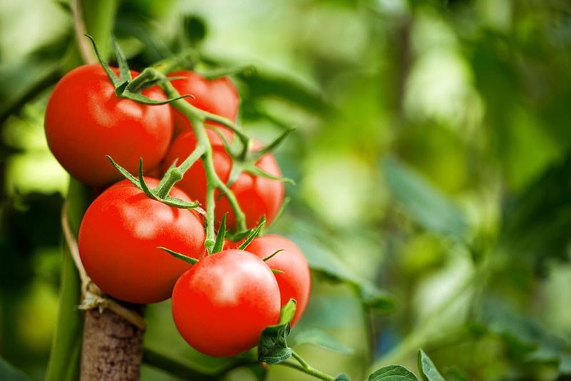odrůda rajčat s vysokým výnosem