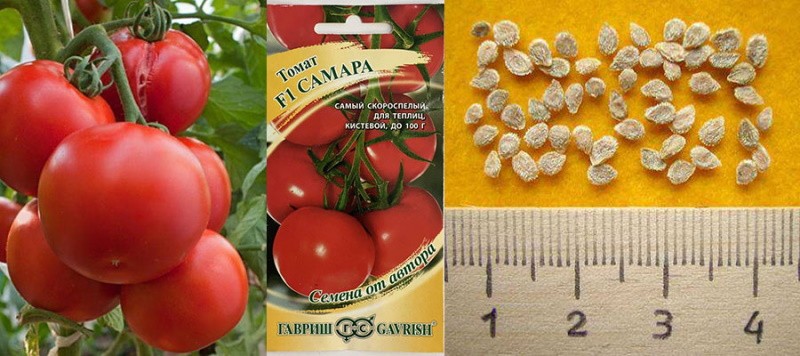 Semena rajčat Samara