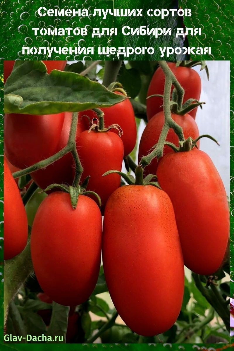 Samen der besten Tomatensorten für Sibirien