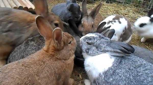 pohodlné držení králíků