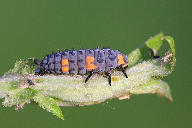 larva berušky