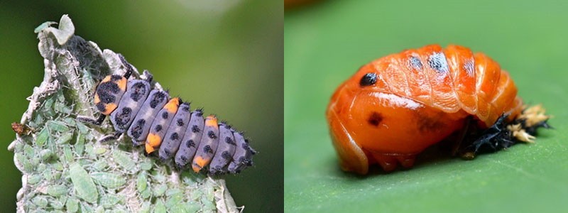 larva a mladý brouk