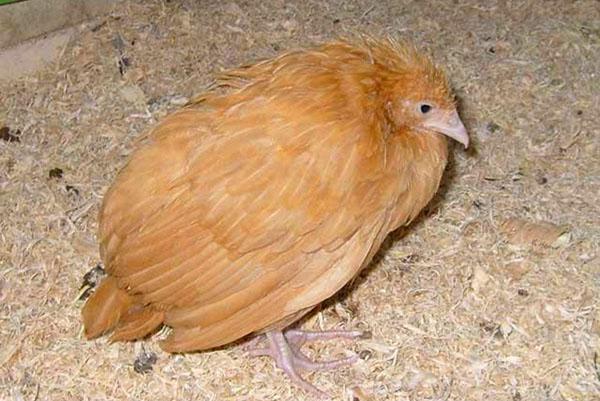 Im Krankheitsfall wird der Vogel mit speziellen Medikamenten behandelt.