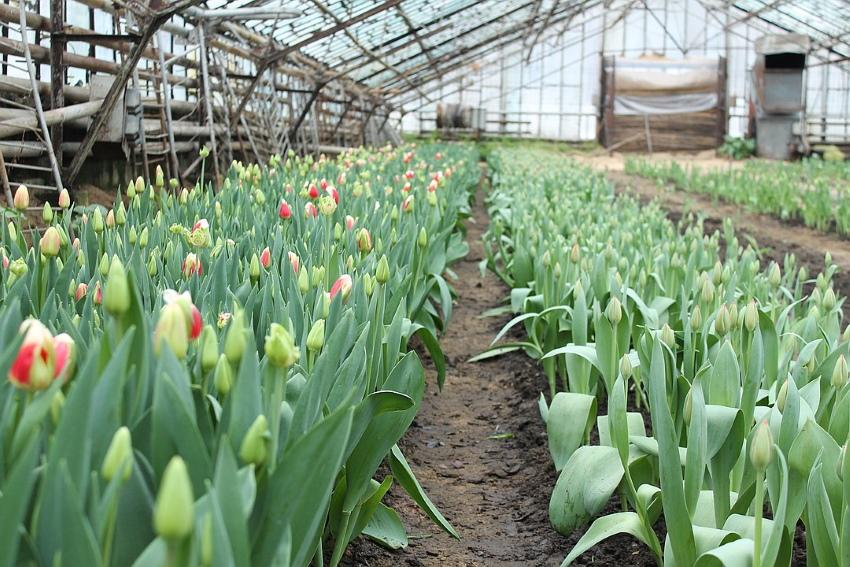 tulipány ve skleníku