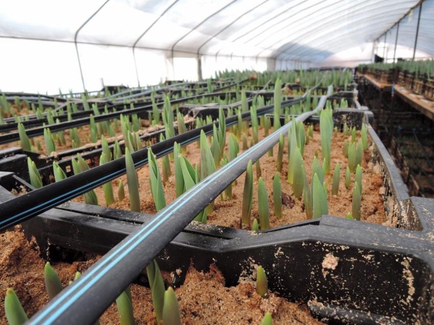 kolik roste tulipán ve skleníku