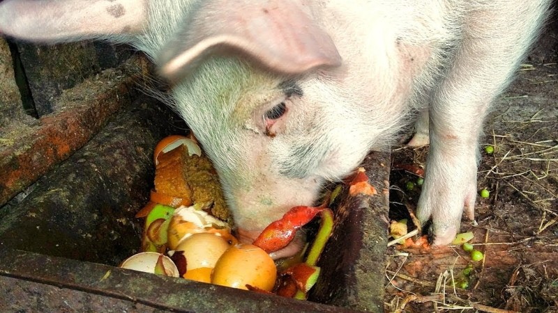 ما لتغذية الخنازير