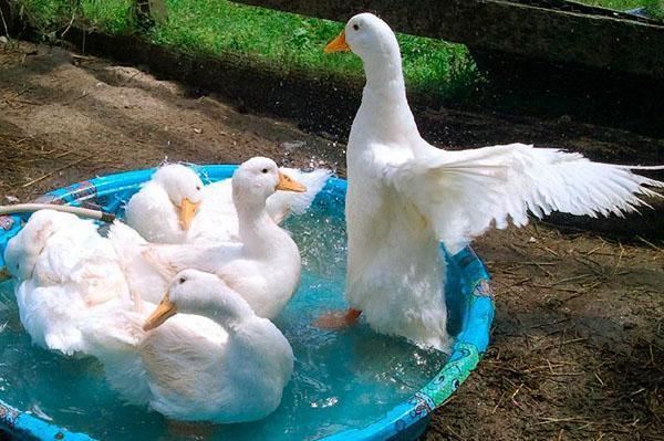 Kuřata pekingské kachny se líhnou ve dnech 27. – 29