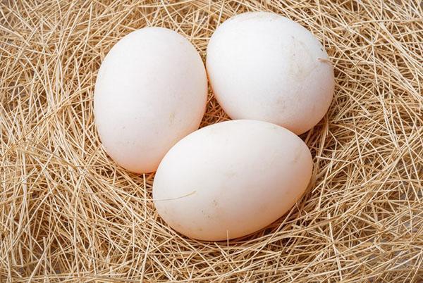 Pro inkubátor musí být vejce shromážděna z hnízda