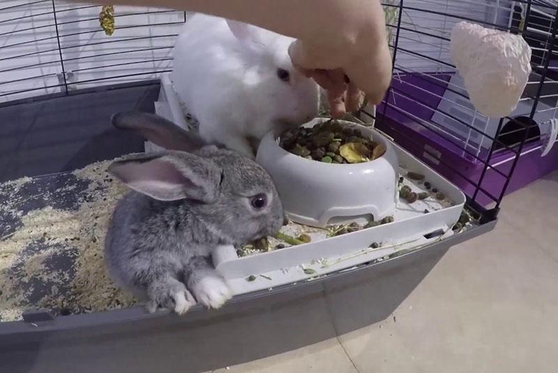 udržování králíků v pohodlných podmínkách