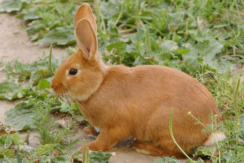 fyzické zdraví králíků