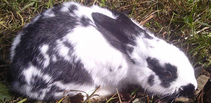 předčasná smrt králíků