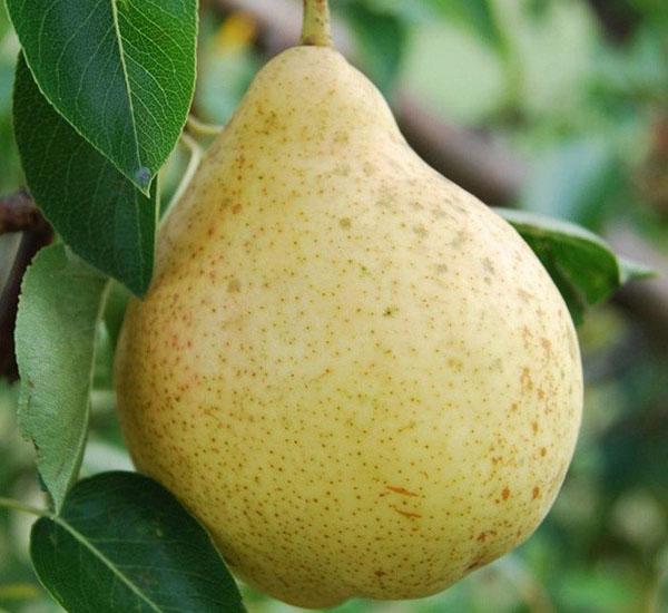 Birnenfrucht Moskwitschka