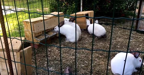 voliéra pro letní chov králíků