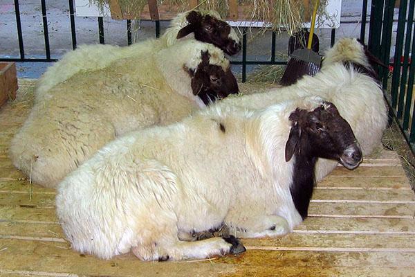 fettschwänzige Schafe halten