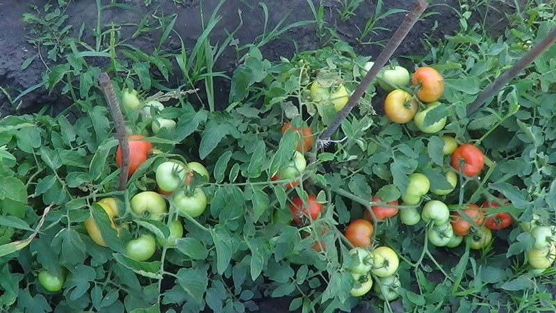 pěstování rajčat