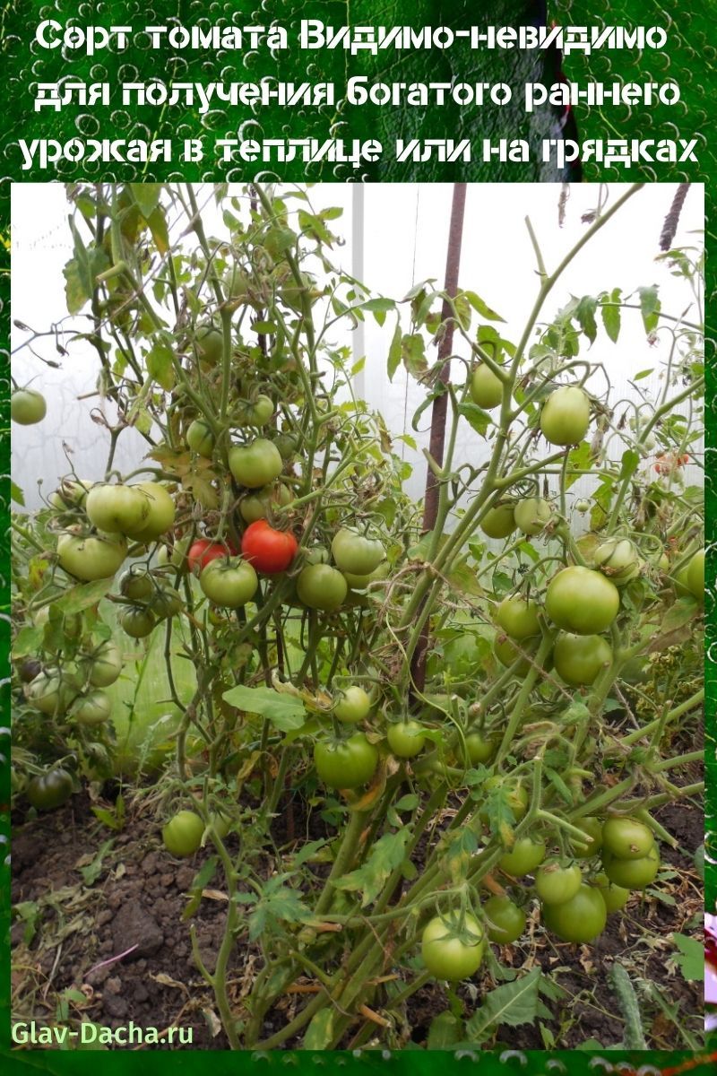 Tomatensorte sichtbar und unsichtbar