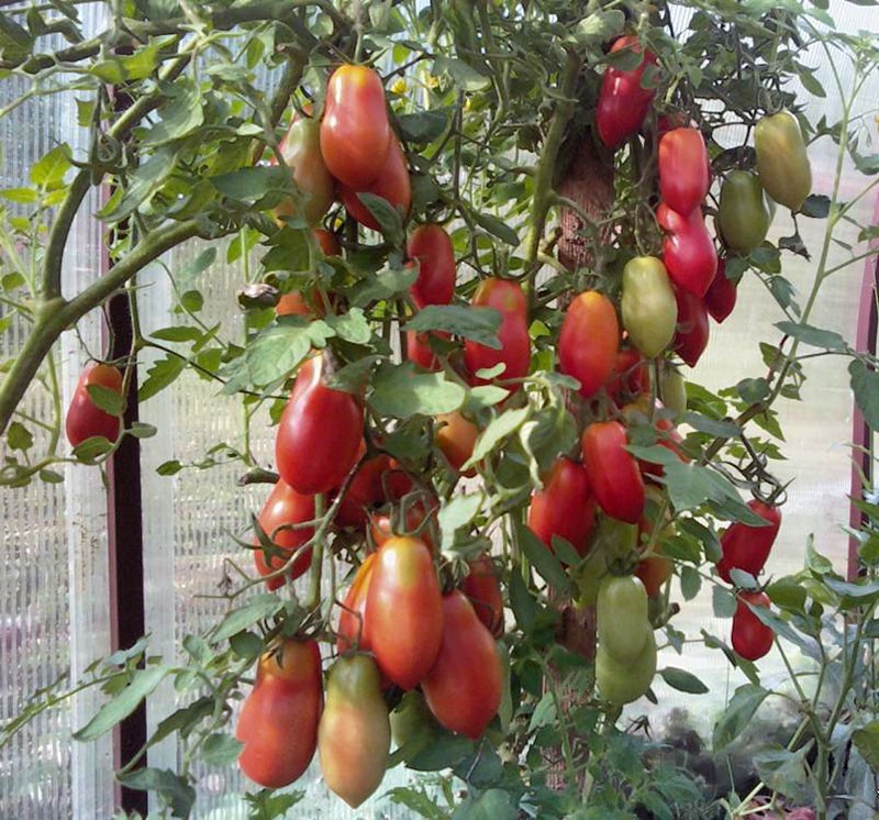 حفنة الطماطم الفرنسية المتنوعة في دفيئة