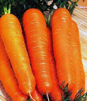 Karotten von Nantes