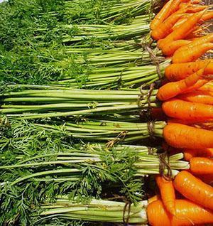 Die besten Karottensorten für Sommerhäuser