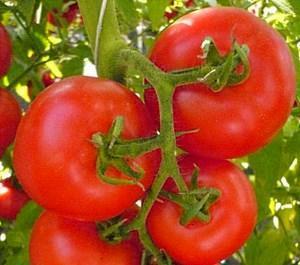 Tomatensorte Roter Pfeil F1