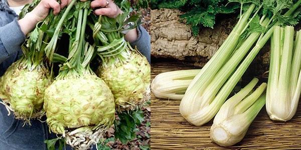 odrůdy celeru