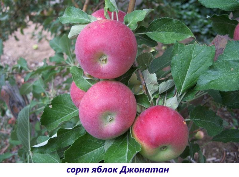 Äpfel jonathan