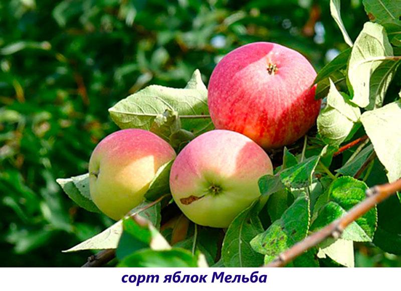Apfel Melba