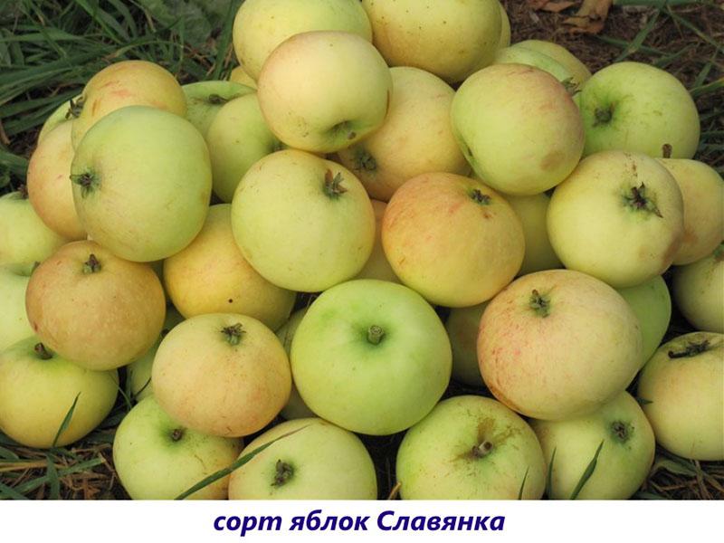 Äpfel slavianka