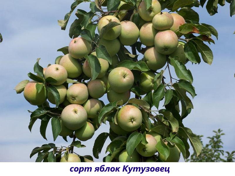 Apfelbaum kutuzov