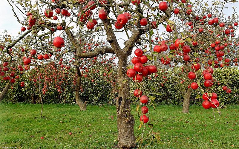 Sorten von roten Äpfeln