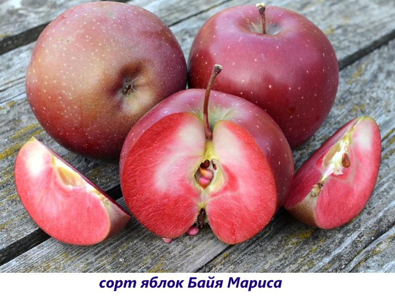 baya maris äpfel