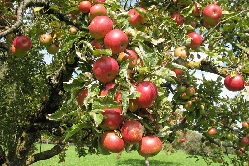Sorten von Äpfeln der Herbstreife