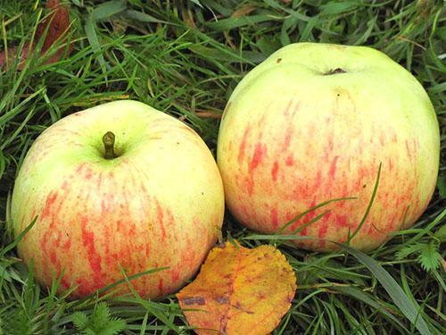 Jablka zvolené odrůdy